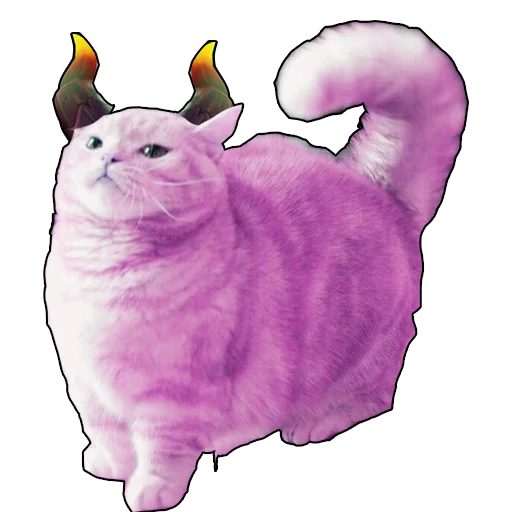 cat cat animal rabbit