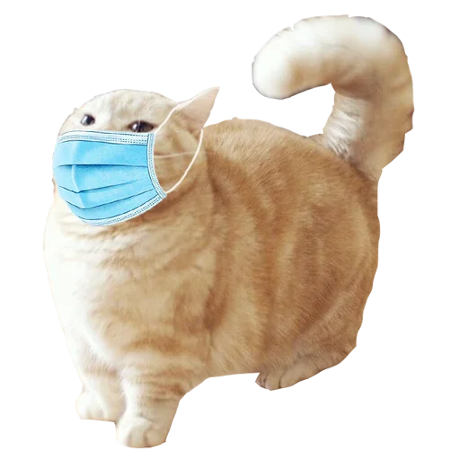 cat cat animal fabric