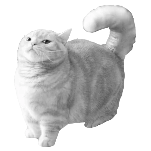 animal animal domestic cat cat