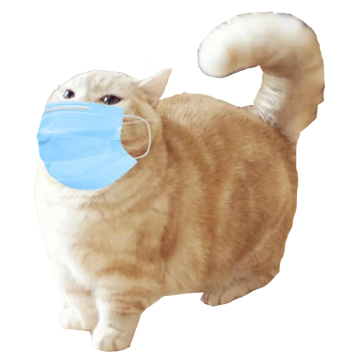 cat cat animal