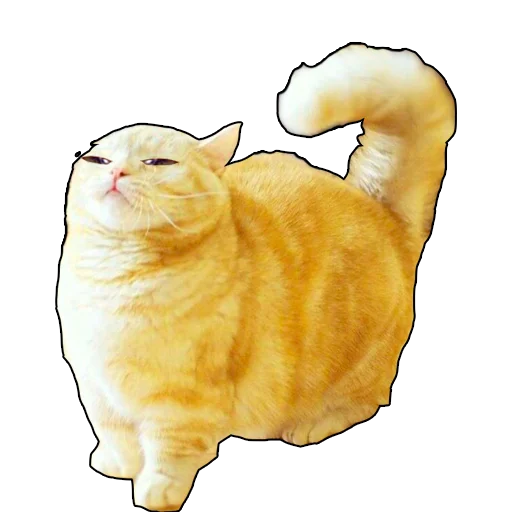animal animal domestic cat cat