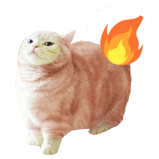 domestic cat domestic cat small to medium-sized cats cat