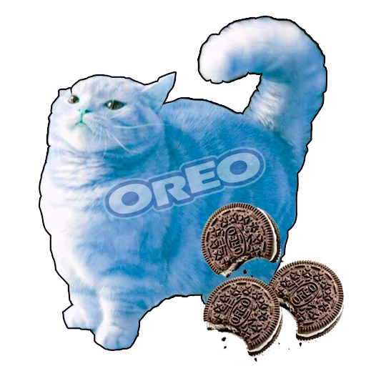 cat cat animal