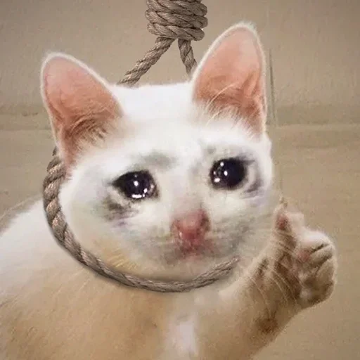 mammal mammal animal cat