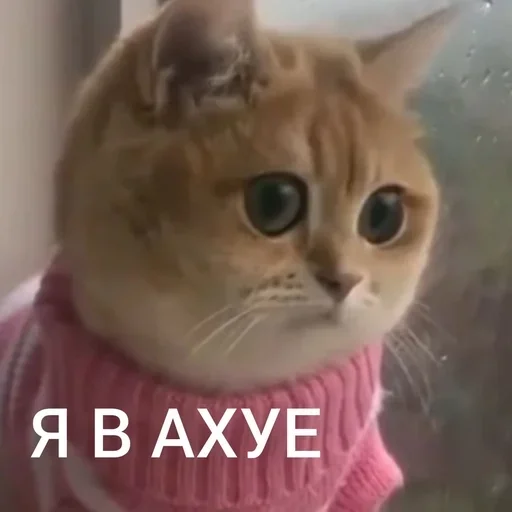 cat cat animal mammal