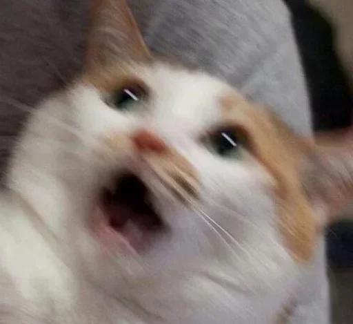 mammal mammal animal cat
