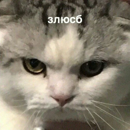 mammal mammal animal cat