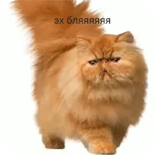 Sticker Эх бляяя - 0