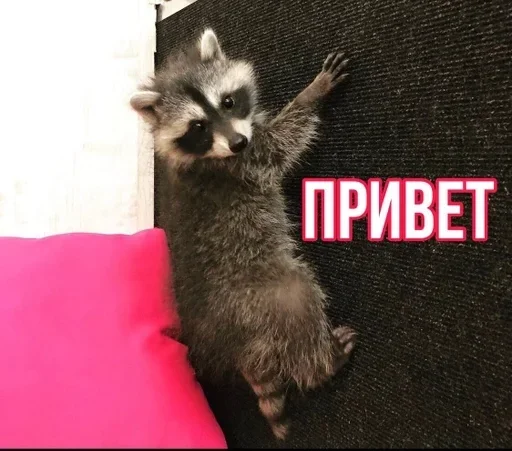 Еношки Бумбошки :: @fStikBot Еношки Бумбошки :: @fStikBot - млекопитающее