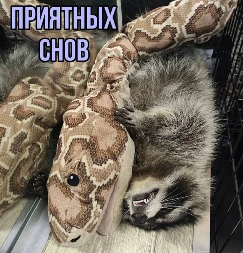 млекопитающее животное СМС