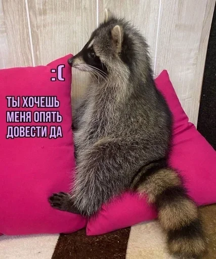 животное енот млекопитающее