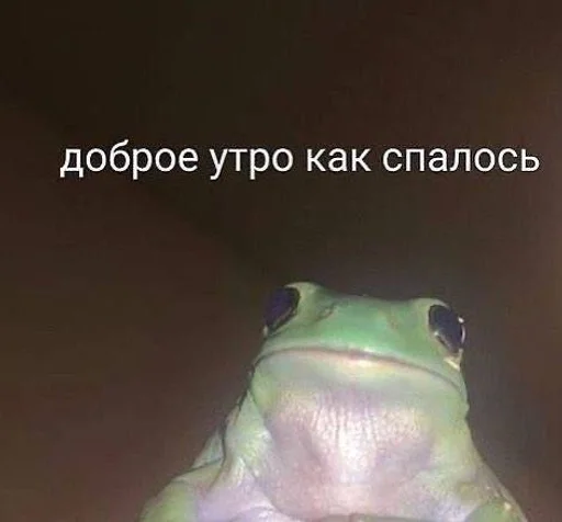 животное животное лягушка амфибия