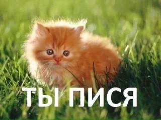 Стикер Больше стиков тут: @stikery4 - 11