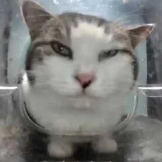 Стикер Hello Street Cat - 0