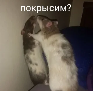 Стикер Чмоники - 6