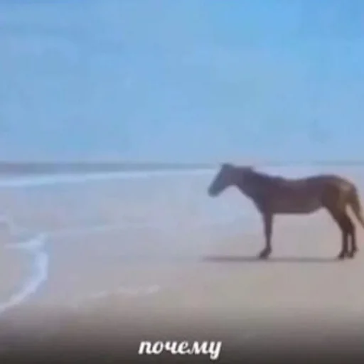 млекопитающее млекопитающее животное лошадь