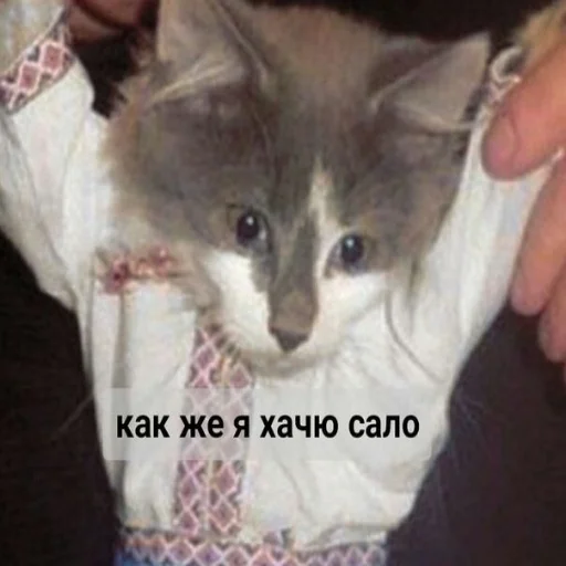 млекопитающее млекопитающее животное кошка