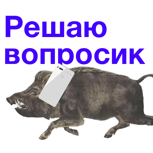 СМС СМС млекопитающее животное