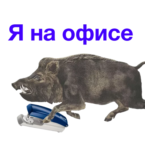 СМС СМС животное млекопитающее