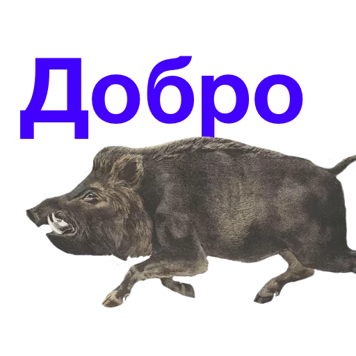 животное животное СМС млекопитающее