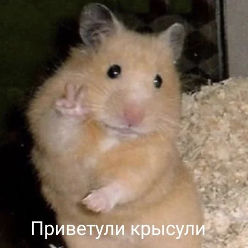 Sticker Крыса - 9