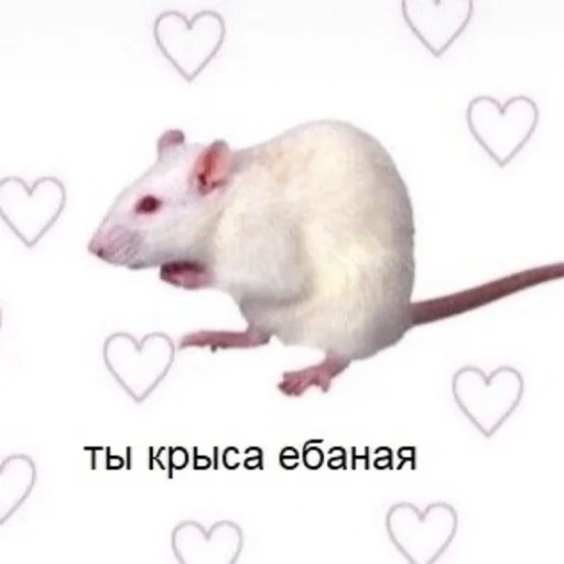 Sticker Крыса - 8