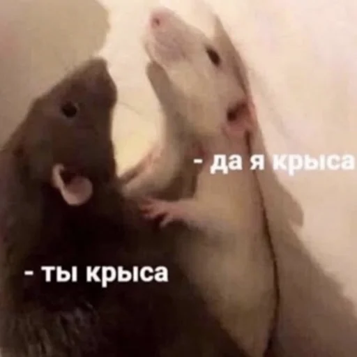 Sticker Крыса - 5