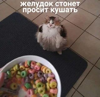 Стикер кошкой по голове https://vk.com/kishikosh - 0