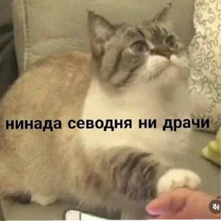 Стикер Котики2 - 0