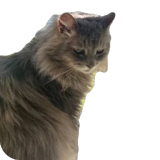 Стикер Коты - 0