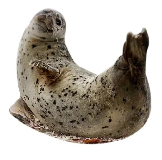Sticker ТюЛень - 0