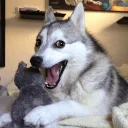 Funny Animals (@tanyastorm) Funny Animals (@tanyastorm) - животное
