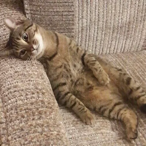 кошка кошка животное кошки малого и среднего размера