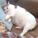 Funny Animals 2 (@t_stickers) Funny Animals 2 (@t_stickers) - животное
