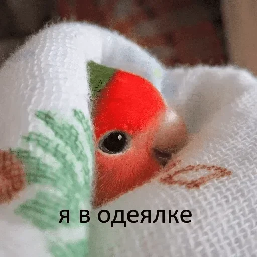 Стикер Main pack by @fStikBot - 11
