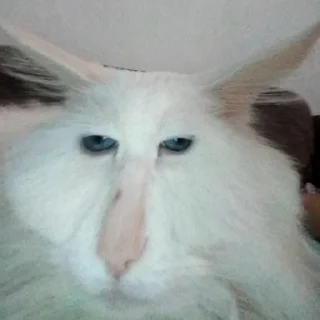 Memes for chat Memes for chat - мультфильм