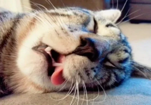 mammal mammal animal cat