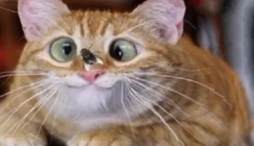 animal animal mammal cat