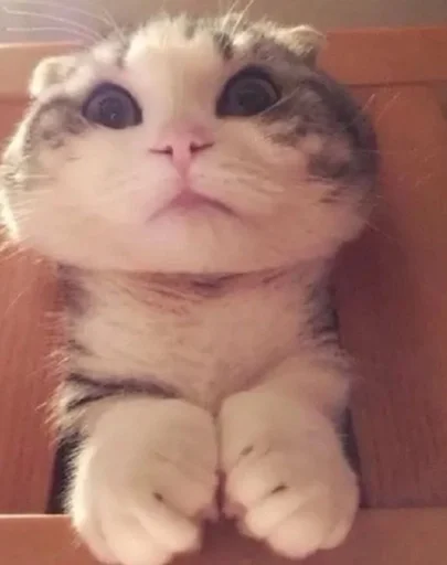 animal animal mammal domestic cat