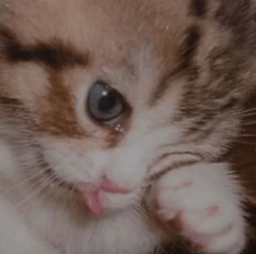 mammal mammal animal cat