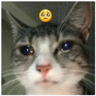 Sticker Ебейший кот - 2