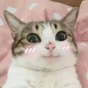 Meow (=ↀωↀ=)✧ (@ElesiS_JC) Meow (=ↀωↀ=)✧ (@ElesiS_JC) - mammal