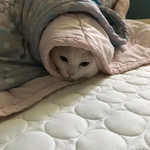 bed bed bedclothes indoor
