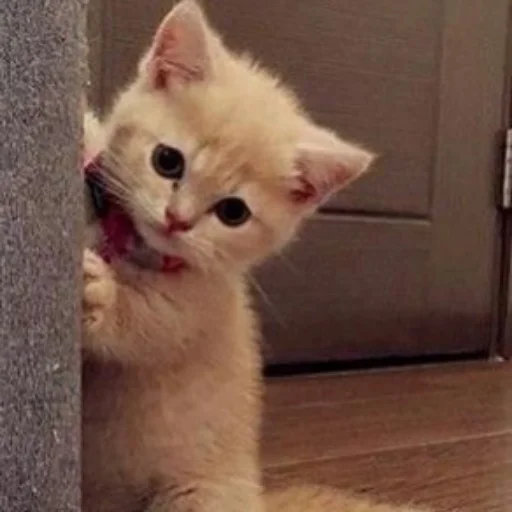 animal animal mammal cat