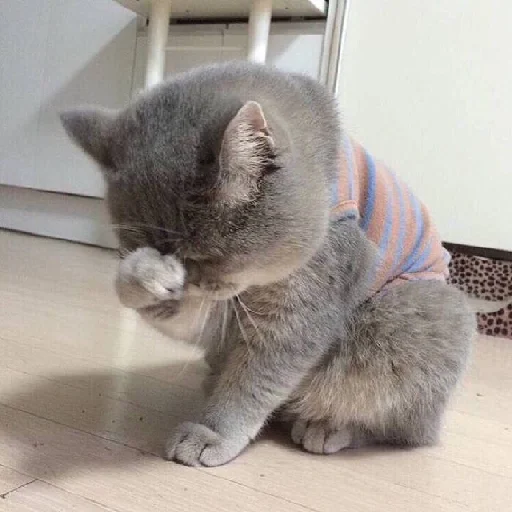 mammal mammal animal cat