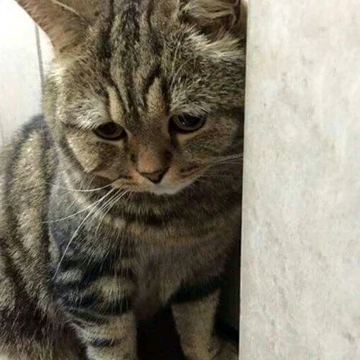 animal animal mammal cat