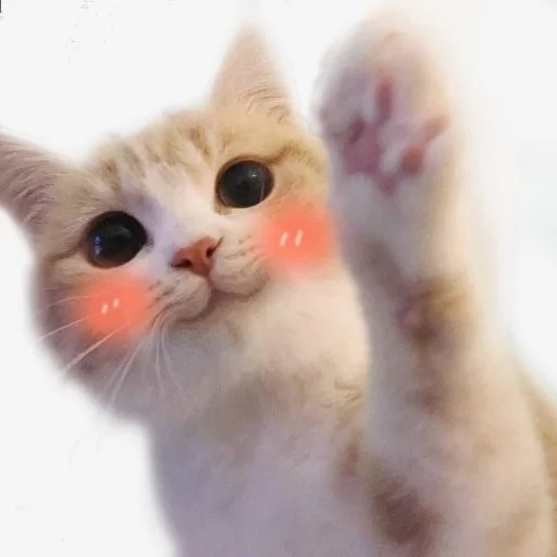 cat cat animal mammal