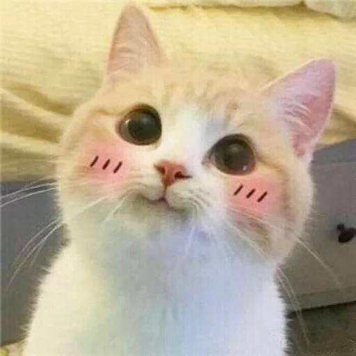 animal animal mammal cat
