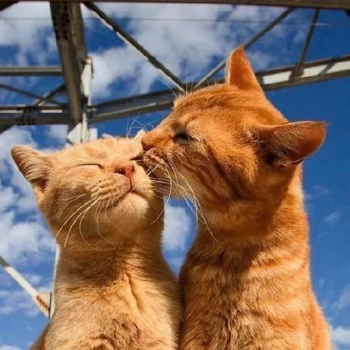animal animal sky mammal