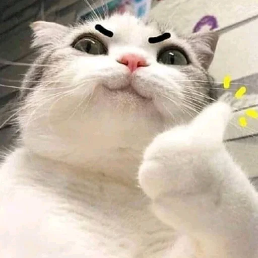 mammal animal cat